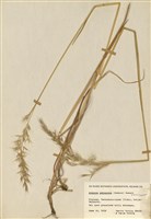 藏品(毛軸異燕麥 )的圖片